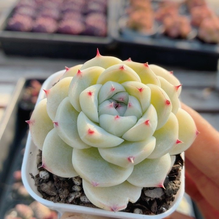 沉香  多肉植物阳台好养高颜值稀有名贵花卉绿植盆栽（20包邮）,鲜花速递/花卉仿真/绿植园艺,多肉植物,淘宝优惠券,粉丝福利购,淘宝优惠卷