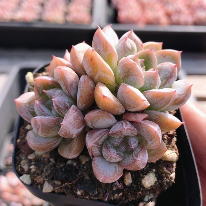 百达翡翠  稀有品种多肉植物室内盆栽带盆花卉室内好养(20包邮)