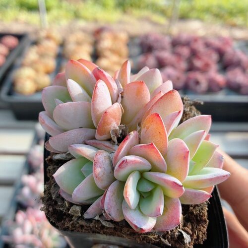 布鲁蓝  多肉植物可爱好养易活阳台高颜值绿植小盆栽（20包邮）