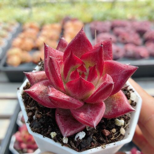 红吉卡  多肉植物好养小盆栽办公室内好养精品高颜值（20包邮）