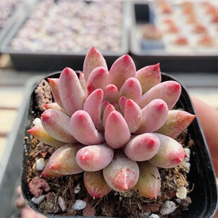 金鱼姬  多肉植物可爱好养高颜值小盆栽名贵花卉盆栽（20包邮）