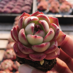 万宝龙  多肉植物稀有阳台窗台新手好养名贵绿植花卉盆栽（20包邮