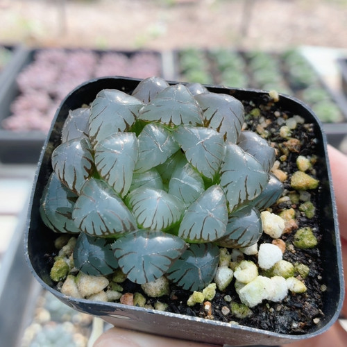 冰灯玉露  多肉植物好养易活阳台绿植花卉高颜值稀有盆栽（20包邮