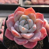 糖钻 包邮 多肉植物盆栽阳台窗台好养稀有绿植花卉高颜值