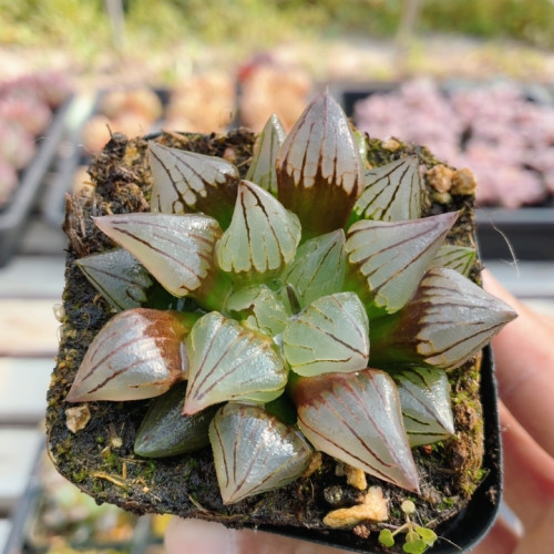 西瓜寿玉露  稀有多肉植物阳台好养高颜值花卉绿植盆栽（20包邮）