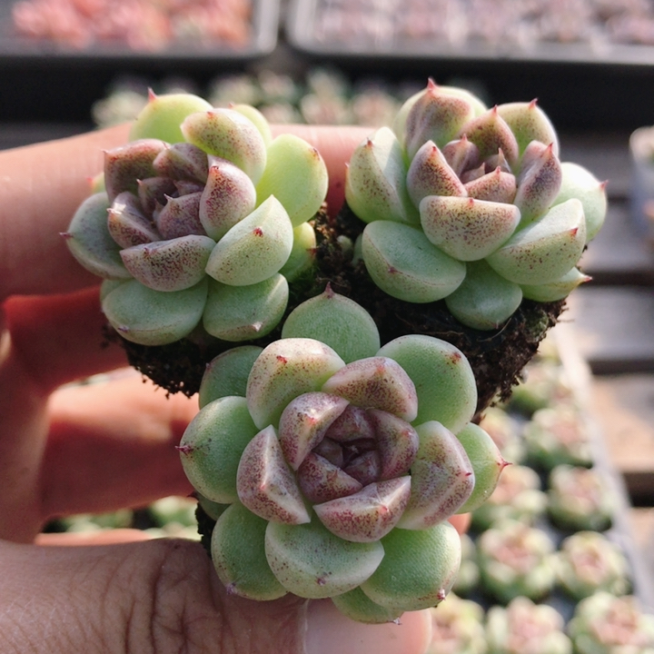 赤水晶  稀有品种多肉植物盆栽可爱室内好养名贵肉肉（20包邮）