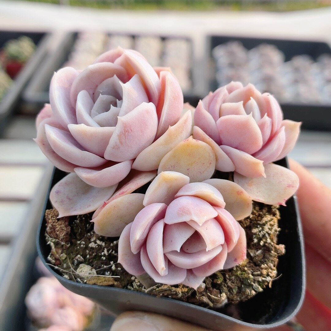 蓝色惊喜  稀有多肉植物阳台办公室内高颜值植物花卉盆栽（20包邮