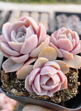 蓝色惊喜  稀有多肉植物阳台办公室内高颜值植物花卉盆栽（20包邮