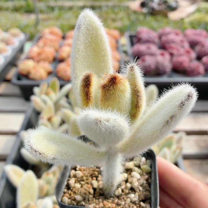 闪光兔  多肉植物精品小盆栽新手阳台好养花卉高颜值（20包邮）