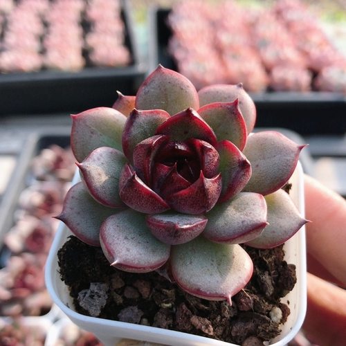 珊果珍妮  精品可爱多肉植物稀有品种好养迷你小盆栽（20包邮）