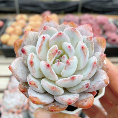 橙梦露  可爱精品多肉植物绿植盆栽多肉好养稀有品种（20包邮）