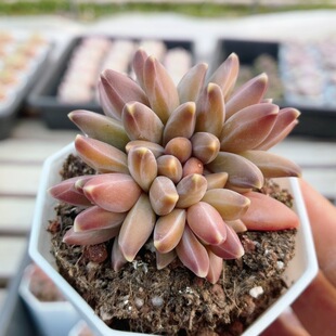 梵高 包邮 名贵多肉植物阳台好养高颜值稀有绿植花卉盆栽