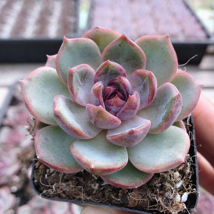蓝莓  多肉植物阳台室内好养名贵肉肉花卉盆栽办公桌绿植（20包邮