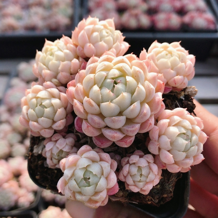 羊脂球  稀有多肉办公室内阳台绿植花卉小盆栽多肉植物（20包邮）,鲜花速递/花卉仿真/绿植园艺,多肉植物,淘宝优惠券,粉丝福利购,淘宝优惠卷