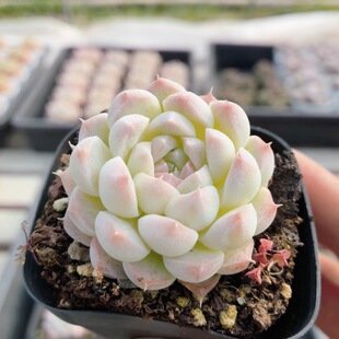 美妮 包邮 稀有名贵多肉植物阳台好养高颜值花卉绿植盆栽