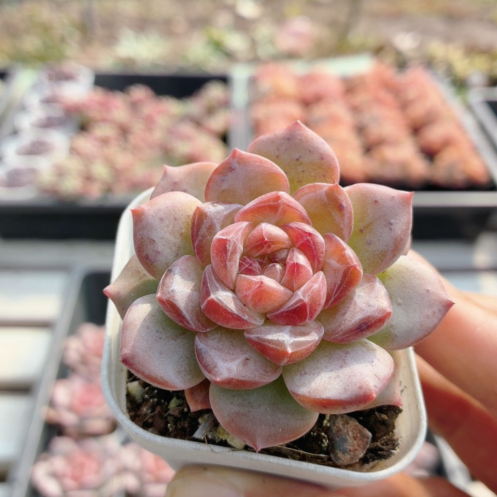 琥珀  多肉植物盆栽阳台办公桌高颜值绿植组合套餐（20包邮）