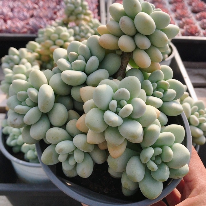 大洛神  稀有多肉植物新手好养名贵肉肉阳台绿植盆栽（20包邮）