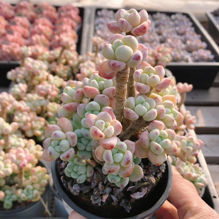 罗琦  多肉植物室内盆栽好养活阳台窗台可爱懒人肉肉（20包邮）