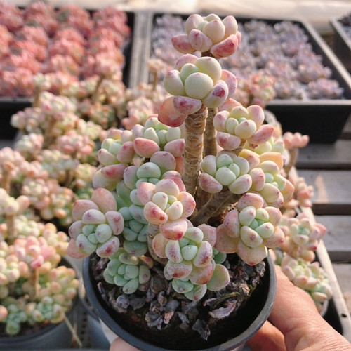 罗琦  名贵多肉植物阳台窗台好养高颜值稀有绿植花卉盆栽（20包邮