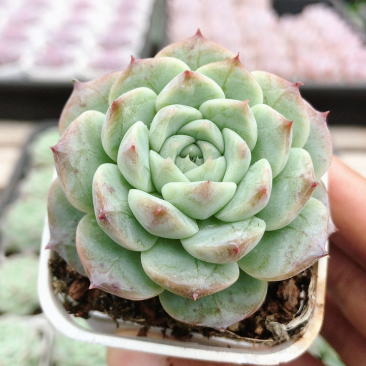 天鹅绒  多肉植物阳台室内好养稀有可爱肉肉绿植盆栽（20包邮）