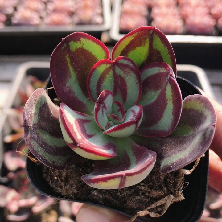 龙骨红丝  稀有多肉植物盆栽绿植花卉阳台窗台好养高颜值（20包邮