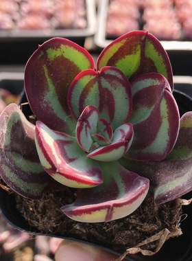 龙骨红丝  稀有多肉植物盆栽绿植花卉阳台窗台好养高颜值（20包邮