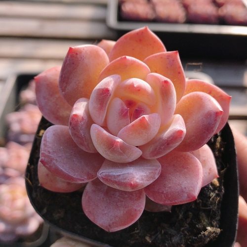 短叶橙梦露  高颜值多肉植物名贵植物阳台好养迷你小盆栽（20包邮