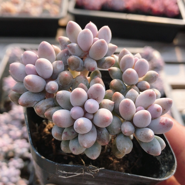 婴儿手指  多肉植物盆栽阳台办公桌高颜值绿植组合套餐（20包邮）,鲜花速递/花卉仿真/绿植园艺,多肉植物,淘宝优惠券,粉丝福利购,淘宝优惠卷