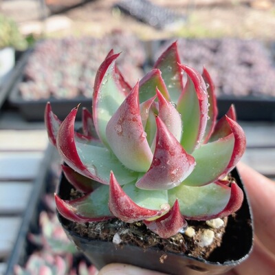 惊鸿仙子  多肉植物精品可爱盆栽办公室阳台好养高颜值（20包邮）