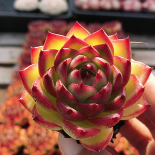 精品月亮石  稀有名贵多肉植物盆栽多肉盆栽花卉高颜值（20包邮）