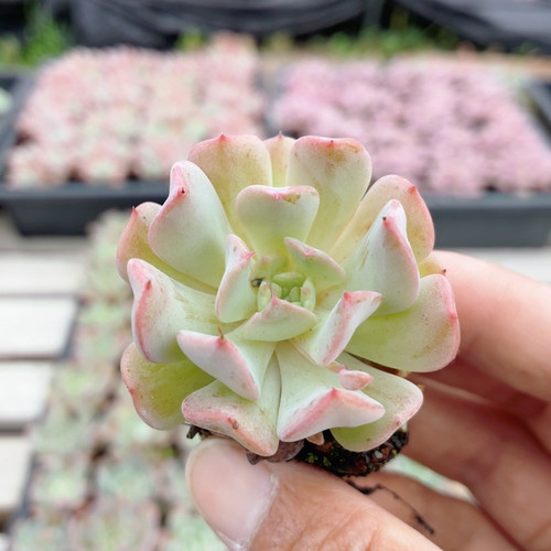 飞行少年  名贵稀有多肉植物阳台好养高颜值花卉小盆栽（20包邮