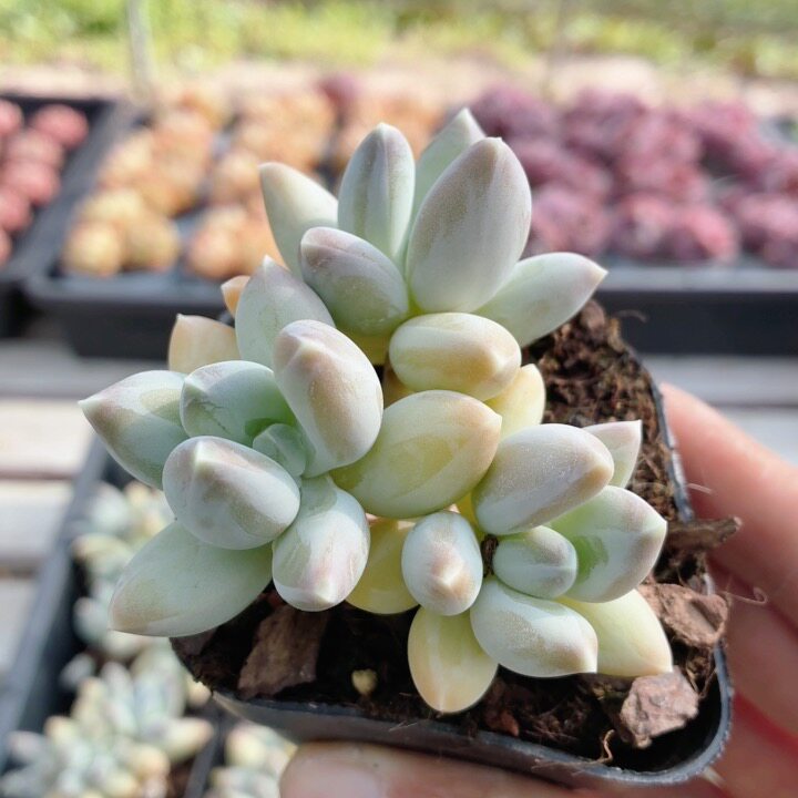 松果美人  稀有名贵多肉植物阳台办公室好养高颜值小盆栽（20包邮