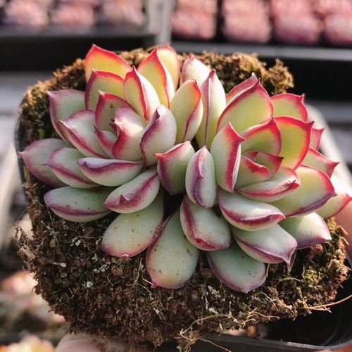 灵隐  精品多肉植物高颜值阳台窗台好养花卉绿植小盆栽（20包邮）