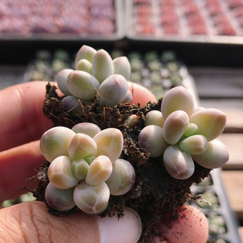 咖啡豆  稀有多肉植物阳台窗台好养高颜值绿植花卉小盆栽（20包邮