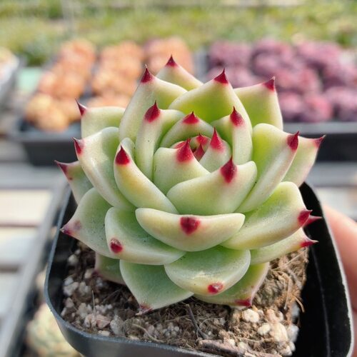 超级蓝龙  高颜值多肉植物趣味花卉盆栽桌面防辐射（20包邮）