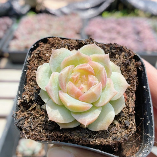 不知名糖心  可爱多肉植物盆栽新手阳台好养精品花卉（20包邮）