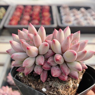 虞美人  多肉植物组合盆栽稀有阳台窗台好养花卉盆栽（20包邮）