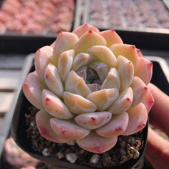 黛玉  多肉植物办公室内好养易活名贵稀有高颜值小盆栽（20包邮）