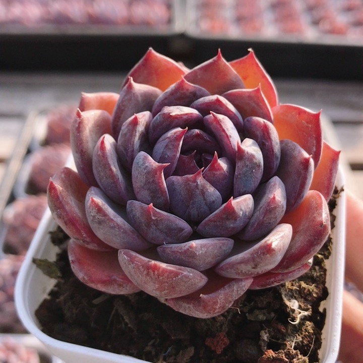 蓝莓  多肉植物新手好养易活室内室外办公室小盆栽（20包邮）