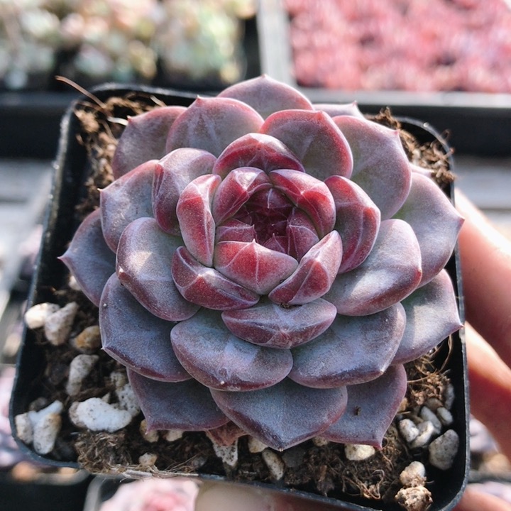 熊先生  多肉植物室内小花卉盆栽办公桌新款绿植含盆土（20包邮