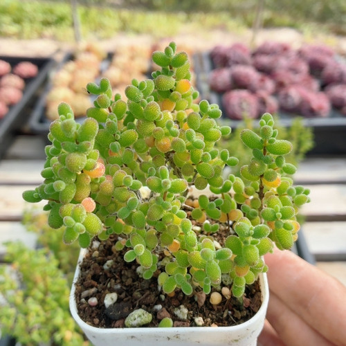 大糖球枝干  名贵可爱多肉植物好养高颜值阳台小盆栽（20包邮）