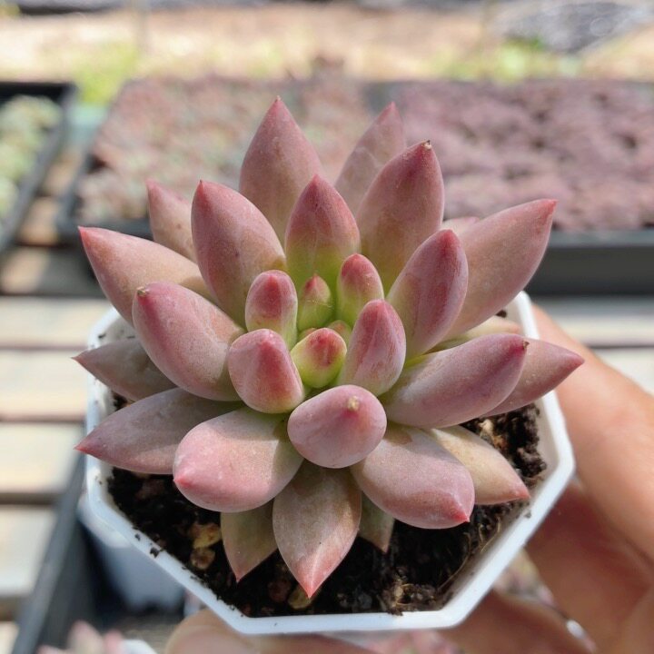 水晶球  可爱萌肉多肉植物阳台好养易活小盆栽稀有品种（20包邮）