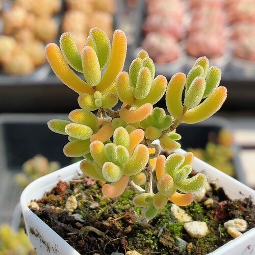红叶枝干番杏  多肉植物阳台窗台新手好养稀有花卉盆栽（20包邮）