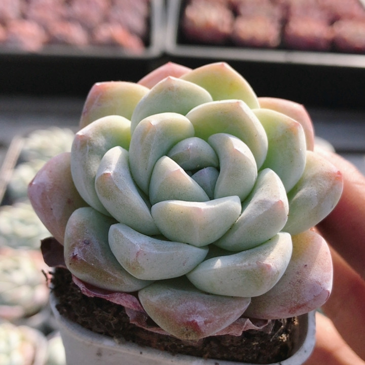 玉蝴蝶  精品多肉植物阳台好养花卉迷你高颜值小盆栽（20包邮）,鲜花速递/花卉仿真/绿植园艺,多肉植物,淘宝优惠券,粉丝福利购,淘宝优惠卷