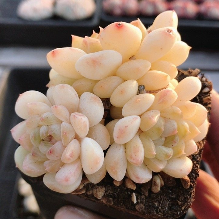 香格珍妮  多肉植物精品贵货花卉绿植小盆栽好养高颜值（20包邮）,鲜花速递/花卉仿真/绿植园艺,多肉植物,淘宝优惠券,粉丝福利购,淘宝优惠卷