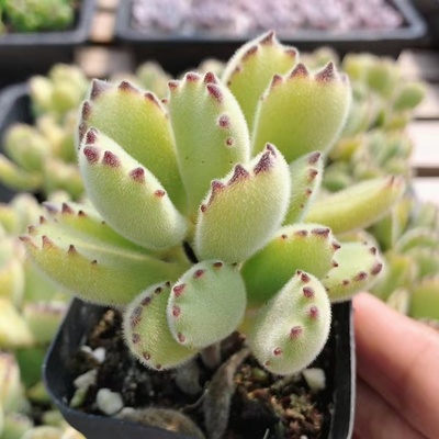 绿熊  可爱多肉植物室内小盆栽好养活办公室绿植（20包邮）