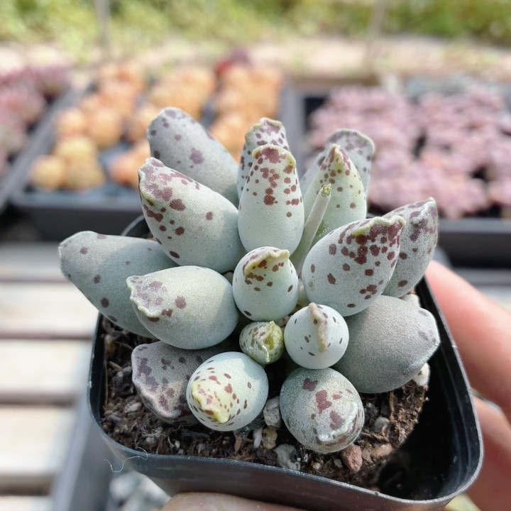 海豹  可爱多肉植物阳台桌面办公室内好养花卉小盆栽（20包邮）