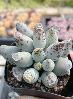 海豹  可爱多肉植物阳台桌面办公室内好养花卉小盆栽（20包邮）