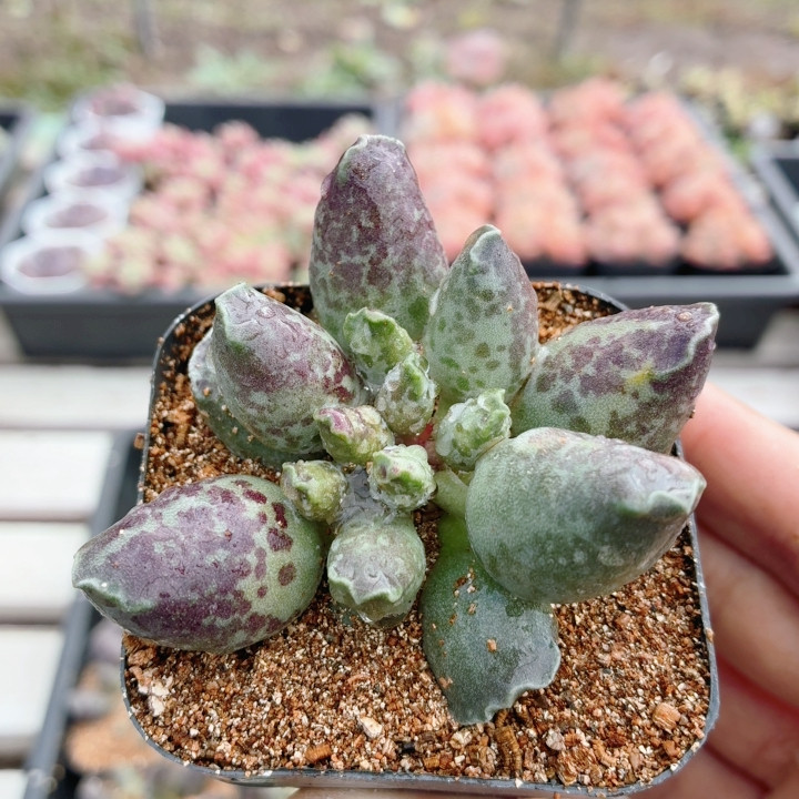 紫姬海豹  稀有多肉植物阳台好养高颜值绿植花卉盆栽（20包邮）