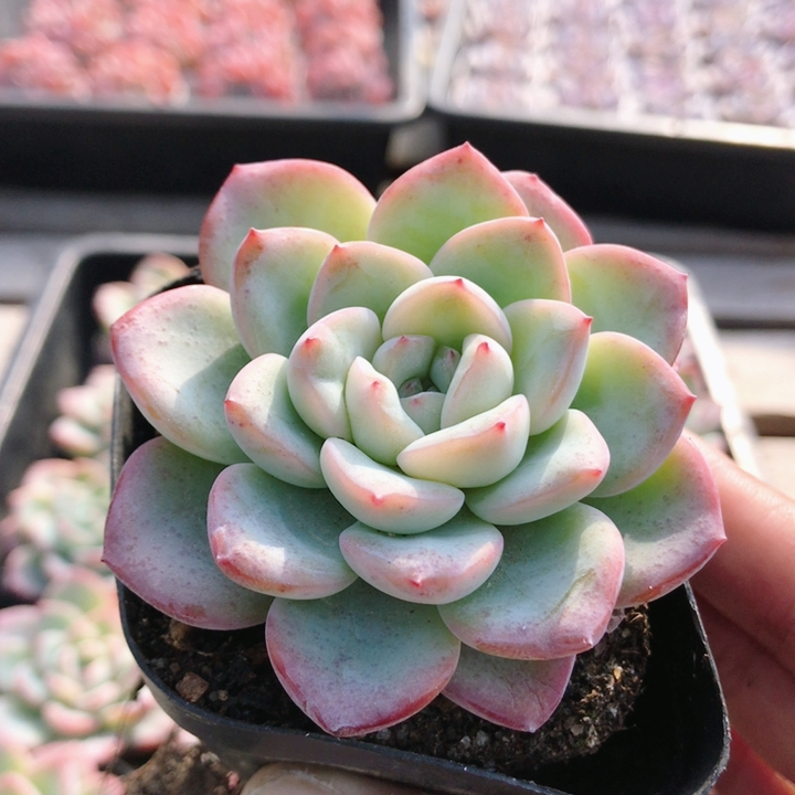 草莓泡芙  精品粉色多肉植物桌面可爱小盆栽萌肉肉绿植（20包邮